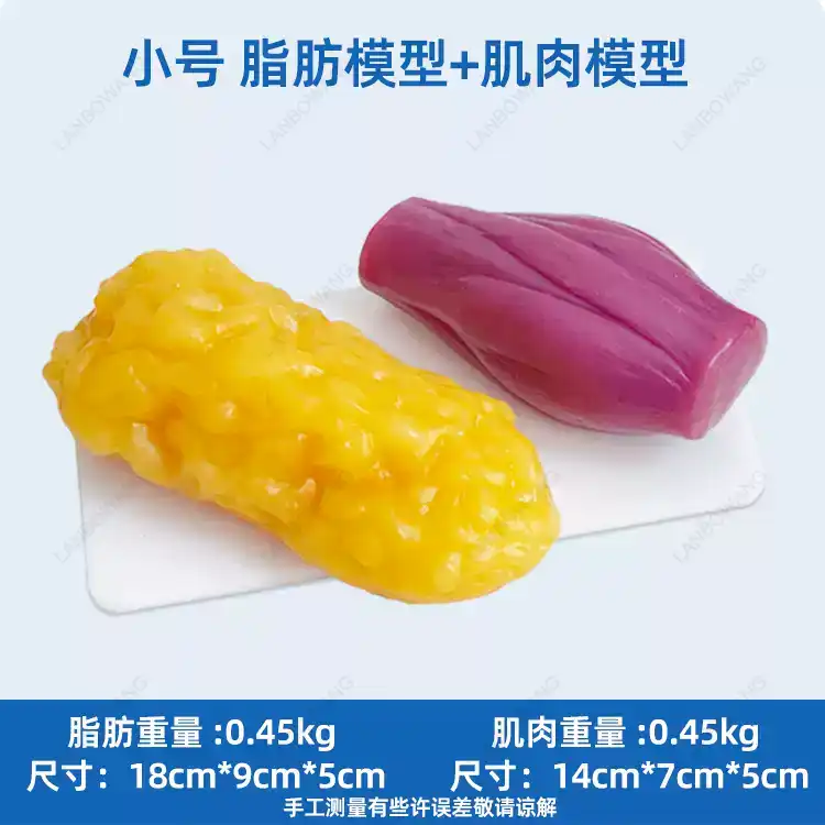 人間の筋肉と脂肪の模型、1:1解剖学的脂肪モデル、健康、減量 - The Nutrition Fitness のレビューと価格
