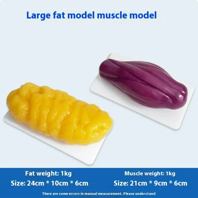 人間の筋肉と脂肪の模型 健康と減量のための栄養と科学 フィッ - The Nutrition Fitness のレビューと価格