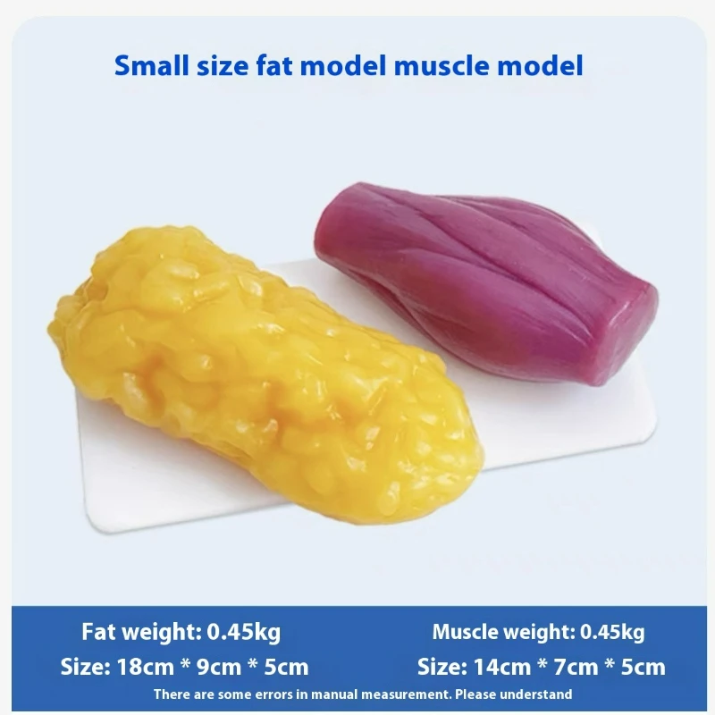 人間の筋肉と脂肪の模型 健康と減量のための栄養と科学 フィッ - The Nutrition Fitness のレビューと価格